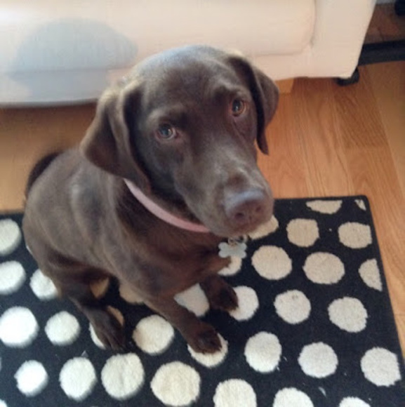 Meet your Posher, Thomas - Picture 1 of 1